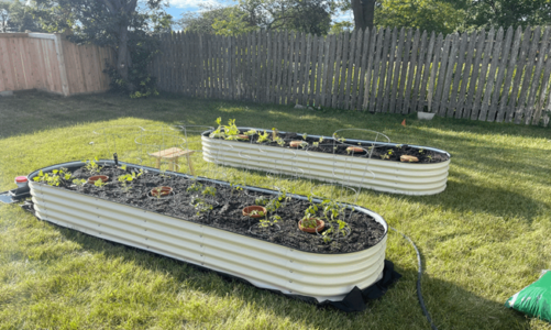 The Benefits Of Growing Your Vegetables in Elevated Beds